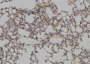 Anti-PAX1 antibody used in IHC (Paraffin sections) (IHC-P). GTX02870