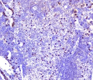 Anti-SDF1 antibody used in IHC (Paraffin sections) (IHC-P). GTX02876