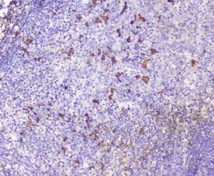 Anti-SDF1 antibody used in IHC (Paraffin sections) (IHC-P). GTX02876
