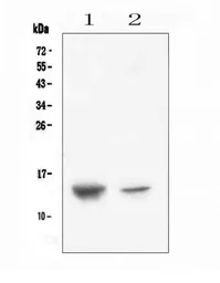 Anti-SDF1 antibody used in Western Blot (WB). GTX02876