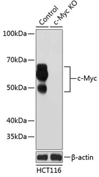Anti-c-Myc antibody [GT1265] used in Western Blot (WB). GTX02877
