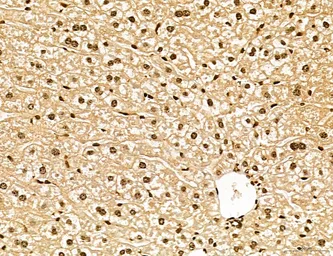 Anti-LASS2 antibody used in IHC (Paraffin sections) (IHC-P). GTX02887