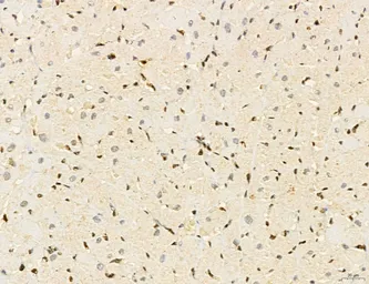 Anti-LASS2 antibody used in IHC (Paraffin sections) (IHC-P). GTX02887
