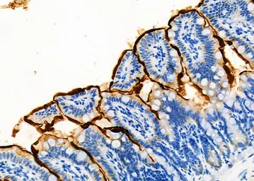 Anti-ASBT antibody used in IHC (Paraffin sections) (IHC-P). GTX03115