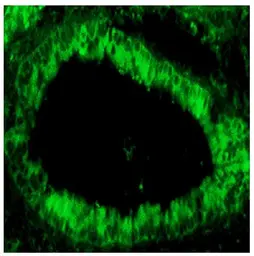 Goat Anti-Rabbit IgG antibody, pre-adsorbed (FITC). GTX03116