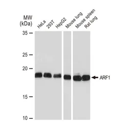 Anti-ARF1 antibody [GT1269] used in Western Blot (WB). GTX03181