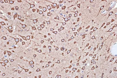 Anti-EEF1G antibody [GT1278] used in IHC (Paraffin sections) (IHC-P). GTX03190