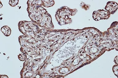 Anti-EEF1G antibody [GT1278] used in IHC (Paraffin sections) (IHC-P). GTX03190