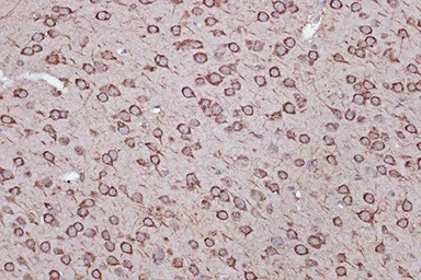 Anti-EEF1G antibody [GT1278] used in IHC (Paraffin sections) (IHC-P). GTX03190