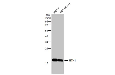 Anti-MTH1 antibody [GT1294] used in Western Blot (WB). GTX03206