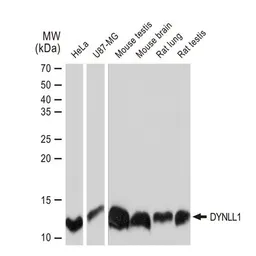 Anti-DYNLL1 antibody [GT1324] used in Western Blot (WB). GTX03236