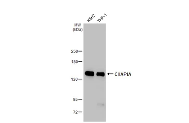 Anti-CHAF1A antibody [GT1332] used in Western Blot (WB). GTX03244