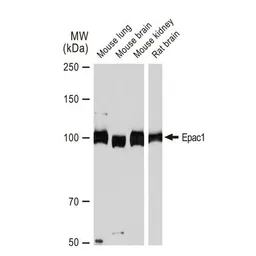 Anti-Epac1 antibody [GT1334] used in Western Blot (WB). GTX03246