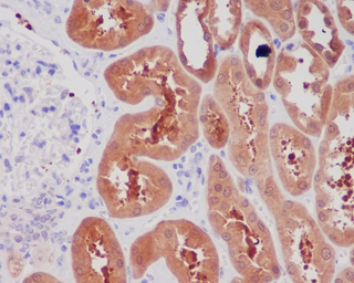 Anti-NGF antibody [BDE-14] used in IHC (Paraffin sections) (IHC-P). GTX03258