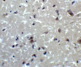 Anti-PRDM16 antibody used in IHC (Paraffin sections) (IHC-P). GTX03275