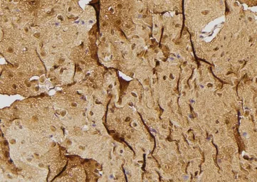 Anti-Caspase 3 (cleaved Asp175) antibody used in IHC (Paraffin sections) (IHC-P). GTX03281