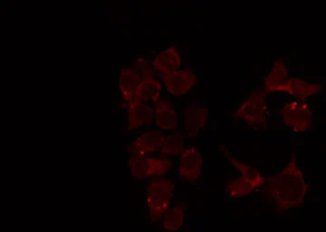 Anti-MUTYH antibody used in Immunocytochemistry/ Immunofluorescence (ICC/IF). GTX03359