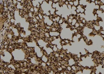 Anti-MUTYH antibody used in IHC (Paraffin sections) (IHC-P). GTX03359