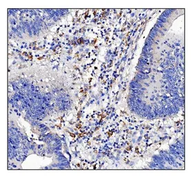 Anti-CD16a antibody used in IHC (Paraffin sections) (IHC-P). GTX03379