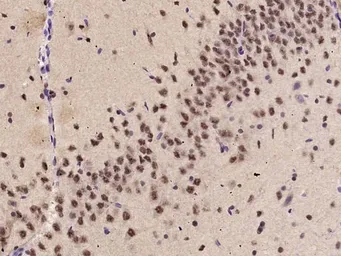Anti-KLF2 antibody used in IHC (Paraffin sections) (IHC-P). GTX03383