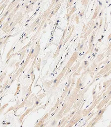 Anti-MARCH5 antibody used in IHC (Paraffin sections) (IHC-P). GTX03436
