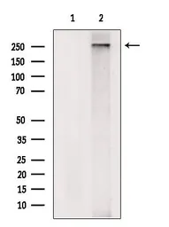 Anti-gp340 antibody used in Western Blot (WB). GTX03451