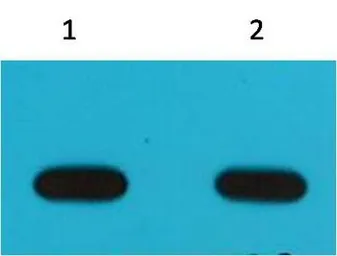 Anti-Avi tag antibody [6E3] used in Western Blot (WB). GTX03483