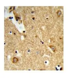 Anti-ENTPD2 antibody used in IHC (Paraffin sections) (IHC-P). GTX03639