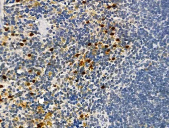 Anti-Neutrophil elastase antibody used in IHC (Paraffin sections) (IHC-P). GTX03640