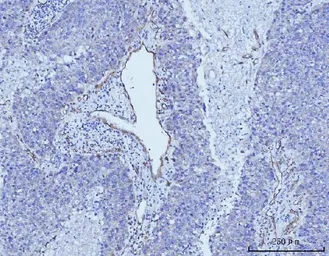 Anti-CD93 antibody used in IHC (Paraffin sections) (IHC-P). GTX03672