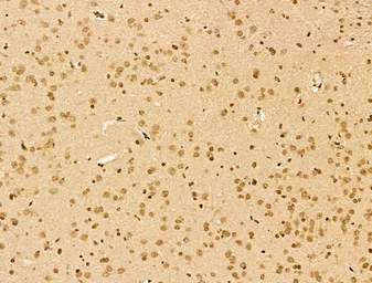 Anti-NCOA6 antibody used in IHC (Paraffin sections) (IHC-P). GTX03716