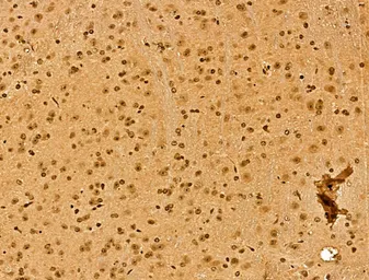 Anti-NCOA6 antibody used in IHC (Paraffin sections) (IHC-P). GTX03716