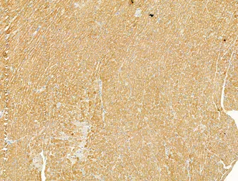 Anti-Caspase 1 (cleaved Asp297) antibody used in IHC (Paraffin sections) (IHC-P). GTX03738