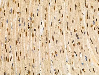 Anti-MAP4K3 antibody used in IHC (Paraffin sections) (IHC-P). GTX03745