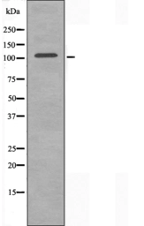 Anti-MAP4K3 antibody used in Western Blot (WB). GTX03745