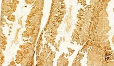 Anti-CXCL1 / GRO alpha antibody used in IHC (Paraffin sections) (IHC-P). GTX03810