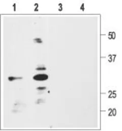Anti-proBDNF antibody used in Western Blot (WB). GTX04075