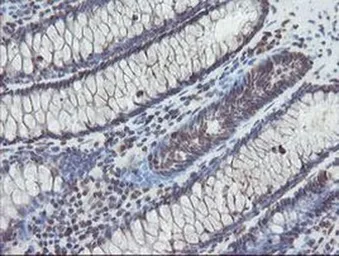 Anti-TDO2 antibody [OTI2A4] used in IHC (Paraffin sections) (IHC-P). GTX04090