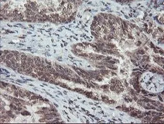 Anti-TDO2 antibody [OTI2A4] used in IHC (Paraffin sections) (IHC-P). GTX04090