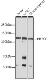 Anti-PI3 kinase p110 gamma antibody used in Western Blot (WB). GTX04094