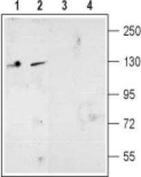 Anti-NMDAR2D antibody used in Western Blot (WB). GTX04109