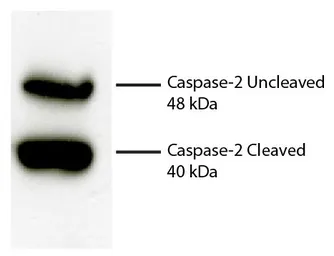 Goat Anti-Rat IgM (Mu chain) antibody, pre-adsorbed (HRP). GTX04137-01