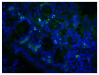 Rabbit Anti-Goat IgG antibody, pre-adsorbed (Biotin). GTX04169-02