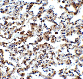 Anti-NCOA4 antibody used in IHC (Paraffin sections) (IHC-P). GTX04250