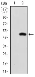 Anti-NRF2 antibody [1A6G6] used in Western Blot (WB). GTX04306