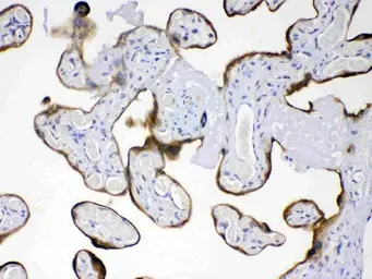 Anti-AMFR antibody used in IHC (Paraffin sections) (IHC-P). GTX04315