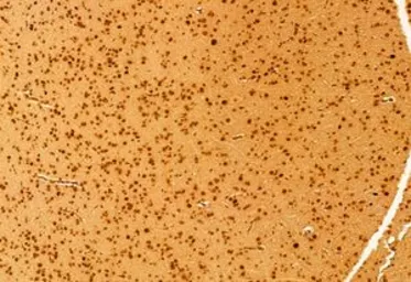 Anti-mTOR antibody used in IHC (Paraffin sections) (IHC-P). GTX04334
