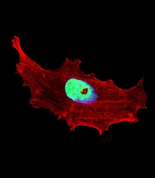 Anti-SHARP1 antibody used in Immunocytochemistry/ Immunofluorescence (ICC/IF). GTX04346