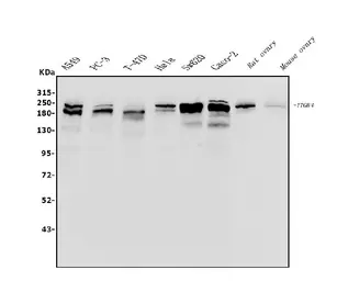 Anti-Integrin beta 4 antibody used in Western Blot (WB). GTX04496