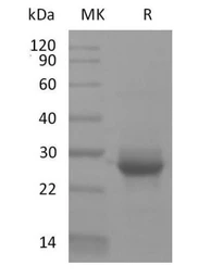 Human K-Ras (G12V mutant) protein, His tag. GTX04508-pro